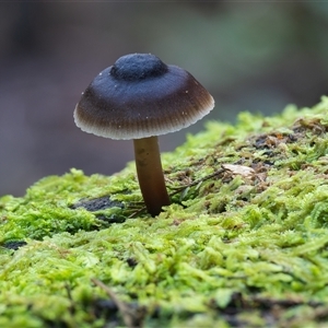 Unverified Cap on a stem; gills below cap [mushrooms or mushroom-like] at Paddys River, ACT - 28 May 2025 by Steven999