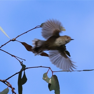 Acanthiza pusilla by KylieWaldon