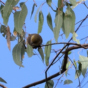 Ptilotula penicillata by KylieWaldon