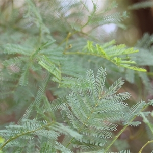 Acacia decurrens at Gateway Island, VIC - 25 May 2025 by KylieWaldon