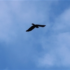 Corvus coronoides at Gateway Island, VIC - 25 May 2025 by KylieWaldon