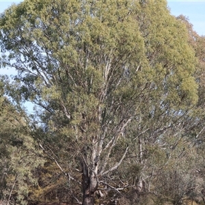 Eucalyptus sp. at Gateway Island, VIC - 25 May 2025 by KylieWaldon