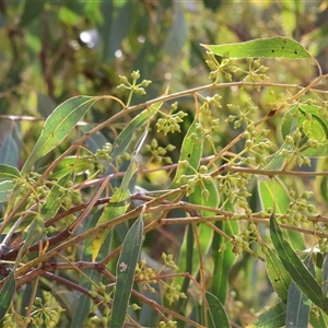 Eucalyptus bridgesiana at Gateway Island, VIC - 25 May 2025 by KylieWaldon