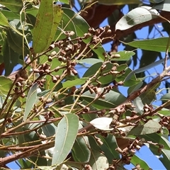 Eucalyptus dives at Gateway Island, VIC - 25 May 2025 by KylieWaldon