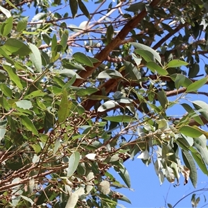 Eucalyptus botryoides at Gateway Island, VIC - 25 May 2025 11:20 AM