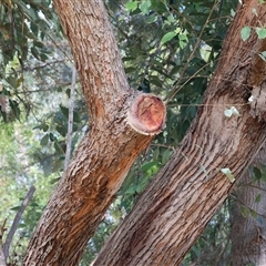 Eucalyptus botryoides at Gateway Island, VIC - 25 May 2025 11:20 AM