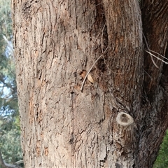 Eucalyptus botryoides at Gateway Island, VIC - 25 May 2025 11:20 AM