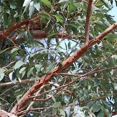 Eucalyptus botryoides at Gateway Island, VIC - 25 May 2025 11:20 AM