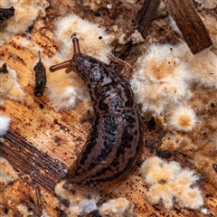 Limax maximus (Leopard Slug, Great Grey Slug) at Tharwa, ACT - 31 May 2025 by NarellesPhotography