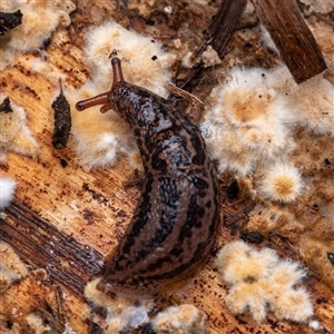 Unverified Other Invertebrate at Tharwa, ACT - Yesterday by NarellesPhotography