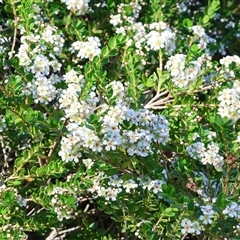 Unverified Other Shrub at Albury, NSW - 30 May 2025 by KylieWaldon