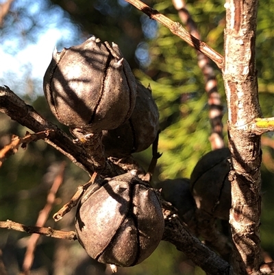 Callitris endlicheri (Black Cypress Pine) at Crowther, NSW - Yesterday by Frecko