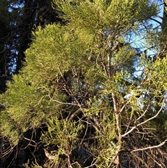 Callitris endlicheri at Crowther, NSW - 31 May 2025 03:25 PM