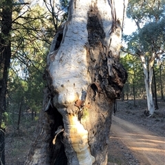 Eucalyptus rossii (Inland Scribbly Gum) at Crowther, NSW - Yesterday by Frecko