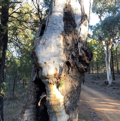 Eucalyptus rossii (Inland Scribbly Gum) at Crowther, NSW - Yesterday by Frecko