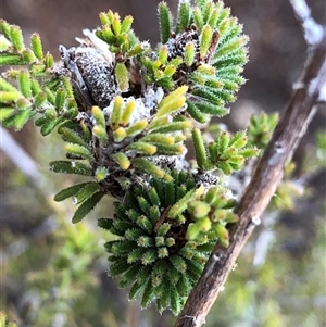 Calytrix tetragona (Common Fringe-myrtle) at Crowther, NSW - Yesterday by Frecko