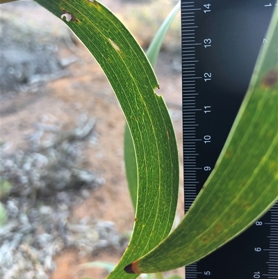 Acacia implexa (Hickory Wattle, Lightwood) at Crowther, NSW - Yesterday by Frecko
