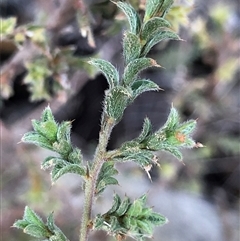 Pultenaea at Crowther, NSW - Yesterday by Frecko