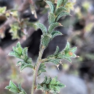Pultenaea at Crowther, NSW - Yesterday by Frecko