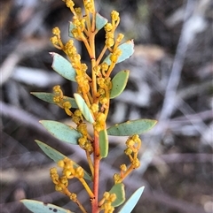 Acacia buxifolia subsp. buxifolia (Box-leaf Wattle) at Crowther, NSW - Yesterday by Frecko