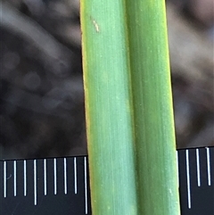 Dianella revoluta var. revoluta (Black-Anther Flax Lily) at Crowther, NSW - Yesterday by Frecko