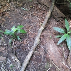 Pollia macrophylla at suppressed - suppressed