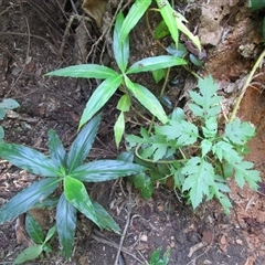 Pollia macrophylla at suppressed - suppressed
