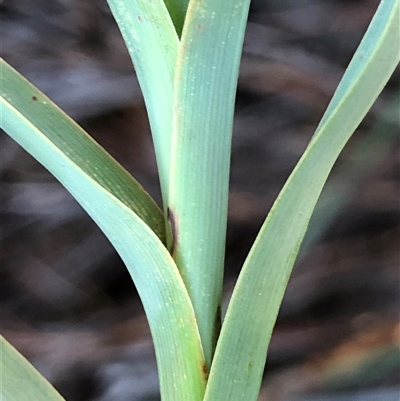 Stypandra glauca at Crowther, NSW - Yesterday by Frecko