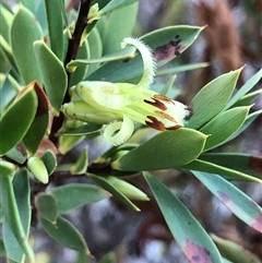 Styphelia triflora at Crowther, NSW - Yesterday by Frecko