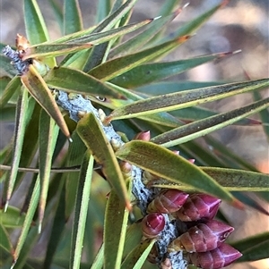 Melichrus erubescens at Crowther, NSW - Yesterday by Frecko