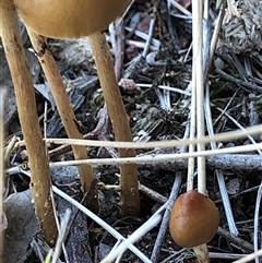 Protostropharia semiglobata at Crowther, NSW - Yesterday by Frecko