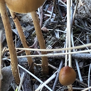 Protostropharia semiglobata at Crowther, NSW - Yesterday by Frecko