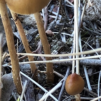 Protostropharia semiglobata at Crowther, NSW - Yesterday by Frecko