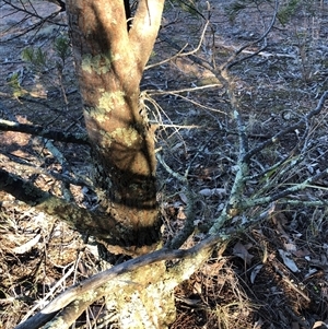 Callitris endlicheri at Crowther, NSW - Yesterday by Frecko