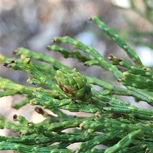 Callitris endlicheri at Crowther, NSW - Yesterday by Frecko