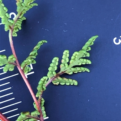 Asplenium flabellifolium at Crowther, NSW - Yesterday by Frecko