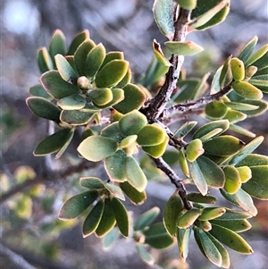 Brachyloma daphnoides at Crowther, NSW - Yesterday by Frecko