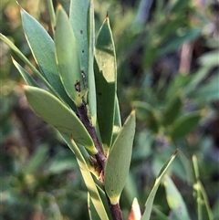 Styphelia triflora at Crowther, NSW - Yesterday by Frecko