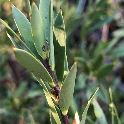 Styphelia triflora at Crowther, NSW - Yesterday by Frecko