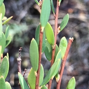 Brachyloma daphnoides at Crowther, NSW - Yesterday by Frecko