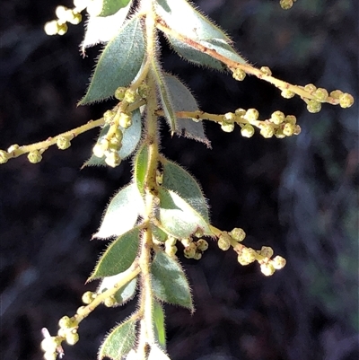 Acacia vestita at Crowther, NSW - Yesterday by Frecko