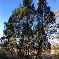 Callitris endlicheri at Crowther, NSW - 31 May 2025 02:29 PM