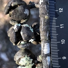 Callitris endlicheri at Crowther, NSW - 31 May 2025 02:29 PM