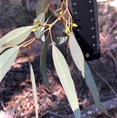 Eucalyptus globulus subsp. bicostata at Crowther, NSW - Yesterday by Frecko