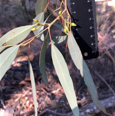Eucalyptus globulus subsp. bicostata at Crowther, NSW - Yesterday by Frecko