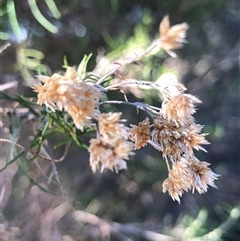 Cassinia quinquefaria at Crowther, NSW - Yesterday by Frecko