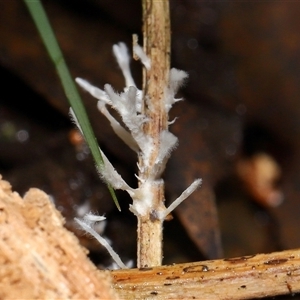 Unverified Clubs/stalks on wood or on leaf/twig litter at Paddys River, ACT - 28 May 2025 by TimL