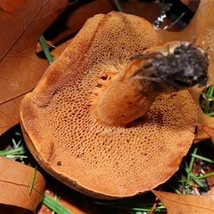 Unverified Bolete - Fleshy texture, stem central (more-or-less) at Parkes, ACT - 17 May 2025 by TimL