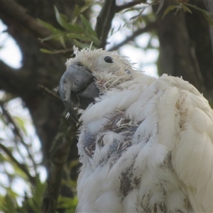 Cacatua galerita at Flynn, ACT - 13 Apr 2025 by Christine