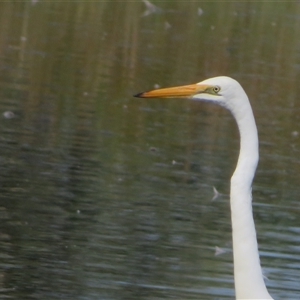 Ardea alba at Fyshwick, ACT - 25 Apr 2025 by Christine